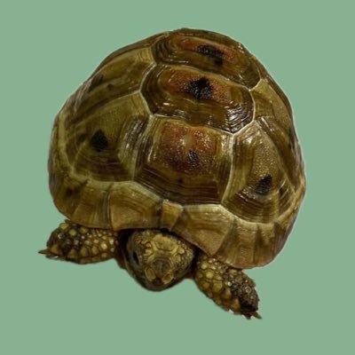 obuckstee's profile picture