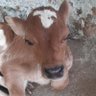विशेष यादव | விஷேஷ் யாதவ் | Vishesh Yadav profil fotoğrafı