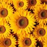 🌻🌻🌻's profile picture