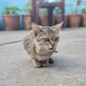 Samrat profil fotoğrafı