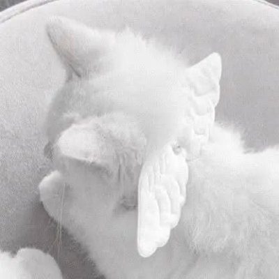 haven's profile picture