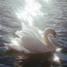 🦢's era 的头像