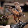 Profilbild von falconer
