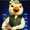 canary's profile picture