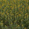 Фото профиля yaya🌻