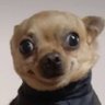 Chihuahua 的头像