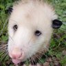 PossumWaffen 的头像