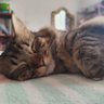 Kary M 🐈⬛🌘♥️☿️ 的头像