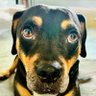 Marco the DAWG's profile picture