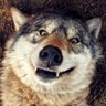 Lobito HF🐺 Wolf PNGtuber's profile picture