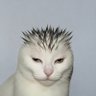 Profilbild von NekoNeko
