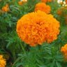 Фото профиля مواطن حر