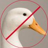 Фото профиля I am not a duck