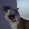 Lucas𓅓's profile picture