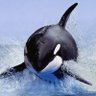 ORCA 的头像