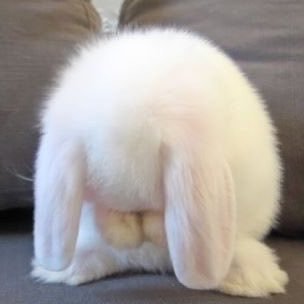 penghonie's profile picture