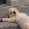 BabyAomAom 🐥 profil fotoğrafı
