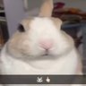 nut 🐇 的头像