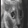 wren's profile picture