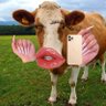 Profilbild von ผีวัว (ตัวจริง) 🐄