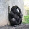 Фото профиля Political monkey