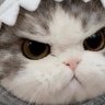 Gadingtrade's profile picture