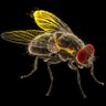 Фото профиля immortalflies