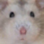 gnocchi_ham's profile picture