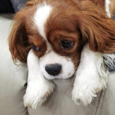 jaymonkiez's profile picture