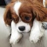 🐶🍓🍒✨'s profile picture