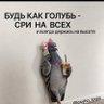 Голубь госдепа profil fotoğrafı