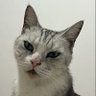 WANGQIU profil fotoğrafı