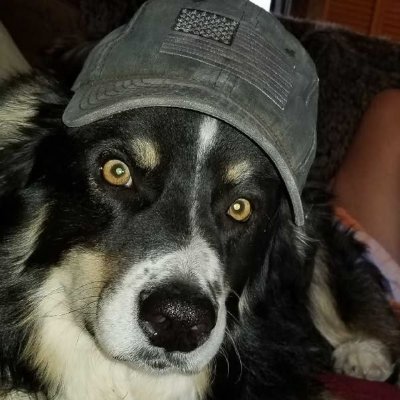 huskpupz's profile picture