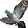 はとぽっぽ's profile picture