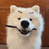 Profilbild von bae