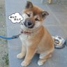 Profilbild von こっつん