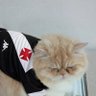 Gato vascaíno profil fotoğrafı