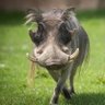 intibane🐗 profil fotoğrafı