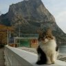 Calico🎏 profil fotoğrafı