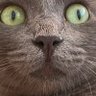 Michael (“G-d like” in Aramaic)'s profile picture