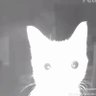 Фото профиля pussícat