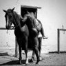 Profilbild von Team Pangaré 🐴