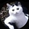 Profilbild von مــلـاکَ🪽