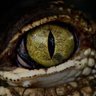 Profilbild von Alligator Gate