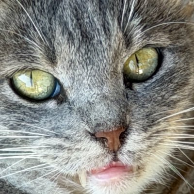 Hatay Sokak Hayvanları's profile picture
