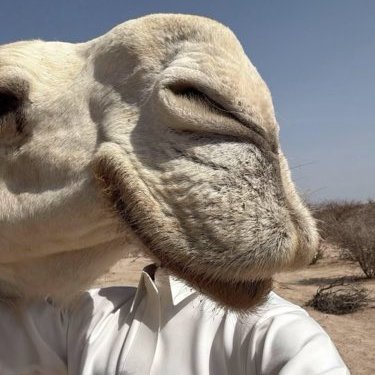 بدوي 🐪's profile picture