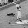 Ron Santo’s Black Cat 的头像