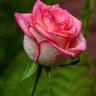 أبو فاطمه's profile picture