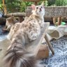 Roshnii profil fotoğrafı