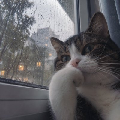 konforalanim's profile picture